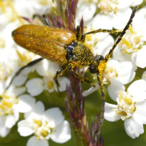 Réf. 316 596 : Stictoleptura sp.